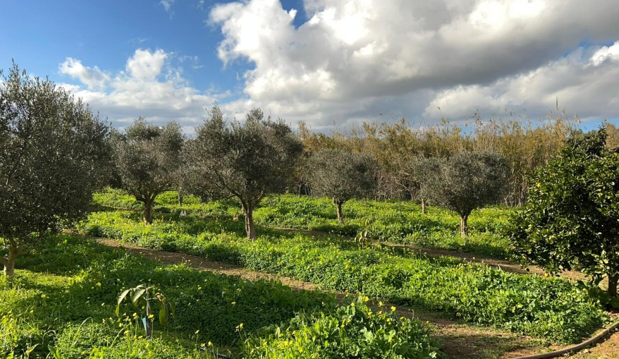 ibizasevenvillas finca agricola (12)
