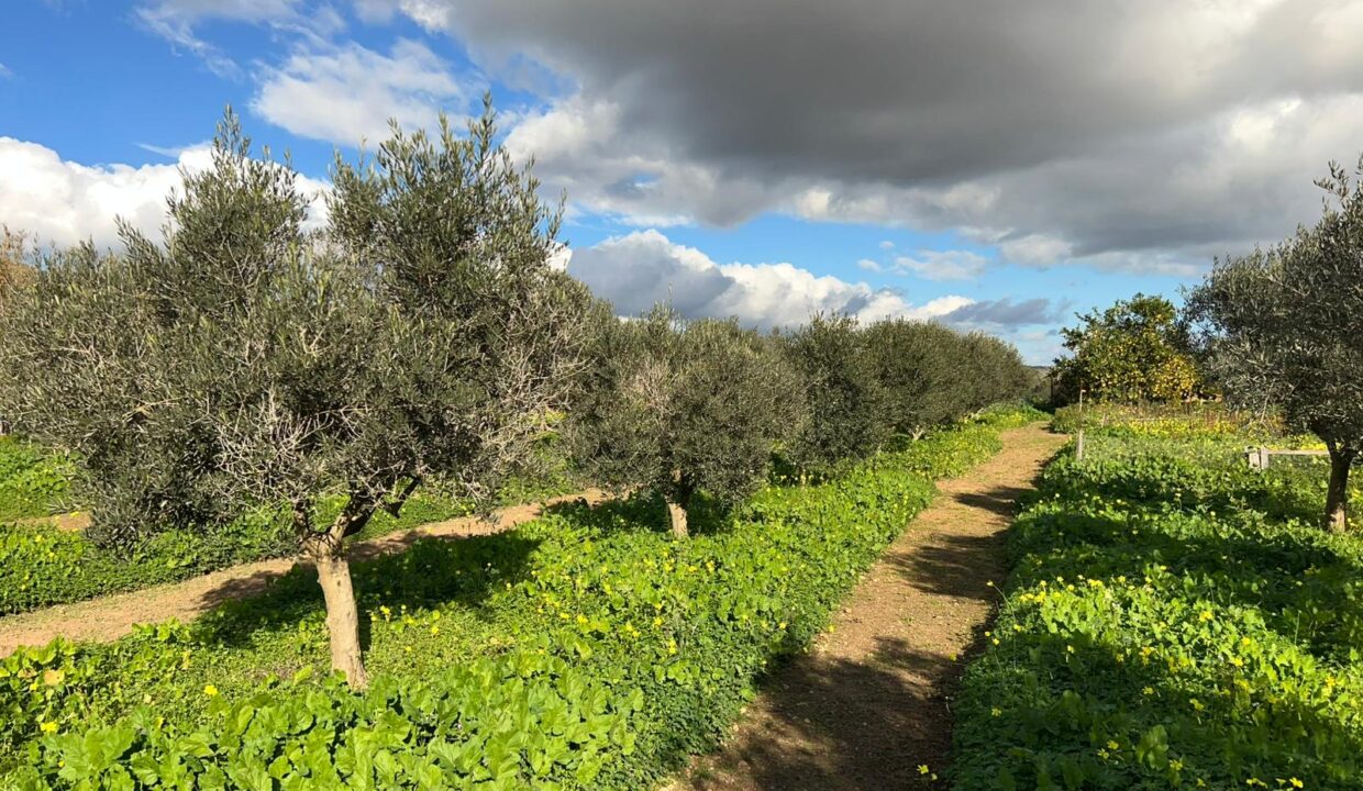 ibizasevenvillas finca agricola (15)