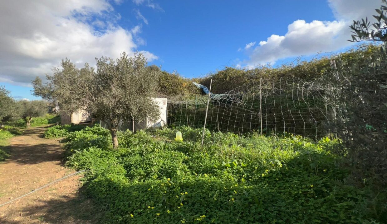 ibizasevenvillas finca agricola (19)