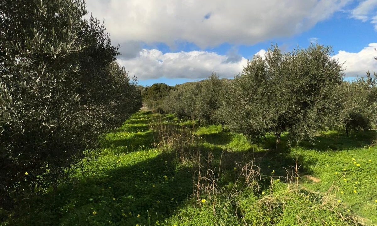 ibizasevenvillas finca agricola (22)